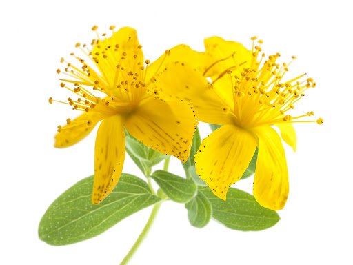 St.-Johns-Wort-Flower-Heads